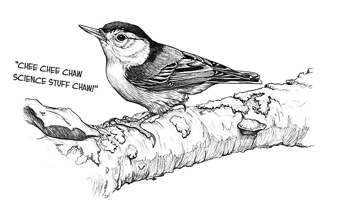 a White-breasted Nuthatch doing science